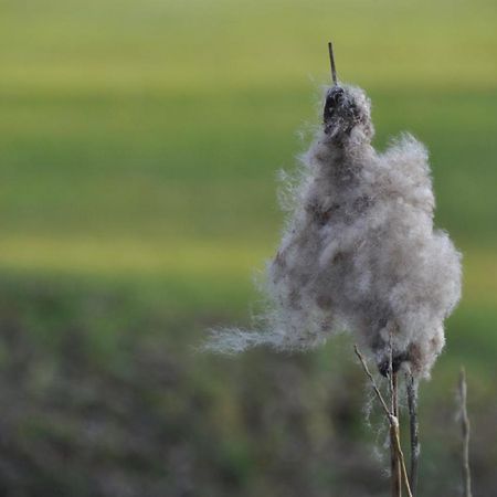 Vakantiehuis 'T Verloren Schaap Даме Екстериор снимка